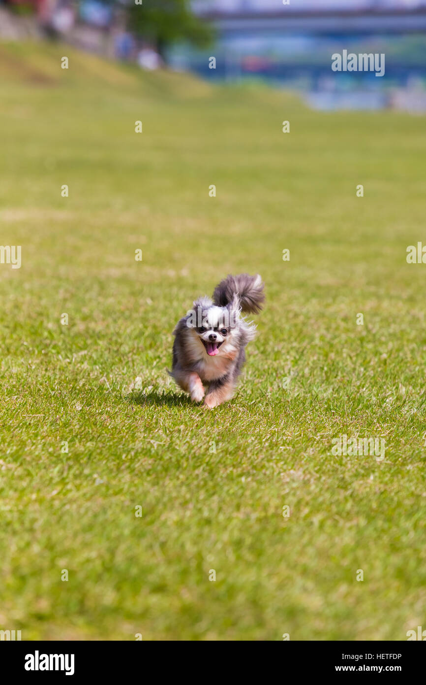 Chihuahua laufen -Fotos und -Bildmaterial in hoher Auflösung – Alamy