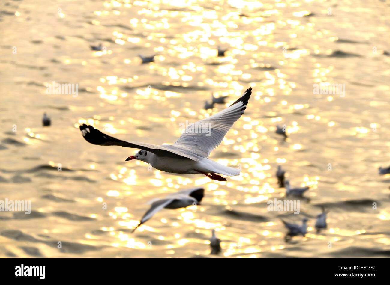 Migrieren Sie Möwe in Sonnenuntergänge am QM. Haine Freizeitzentrum, Samutprakarn Provinz, Thailand. Stockfoto