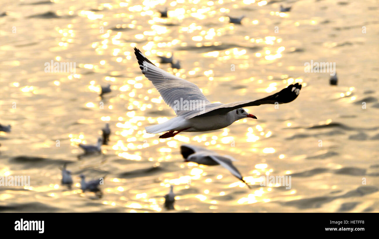 Migrieren Sie Möwe in Sonnenuntergänge am QM. Haine Freizeitzentrum, Samutprakarn Provinz, Thailand. Stockfoto