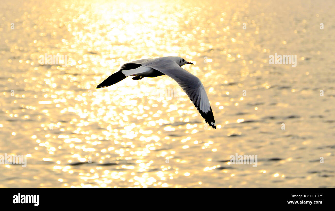 Migrieren Sie Möwe in Sonnenuntergänge am QM. Haine Freizeitzentrum, Samutprakarn Provinz, Thailand. Stockfoto