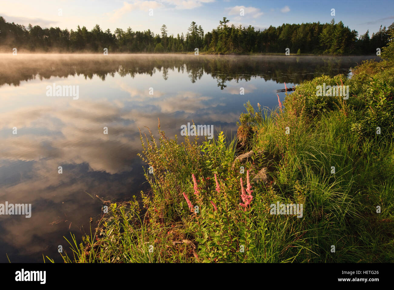 Steeplebush, Spiraea Tomentosa, blühen am Ufer des Little Bear Brook Pond in Errol, New Hampshire. Northern Forest Stockfoto