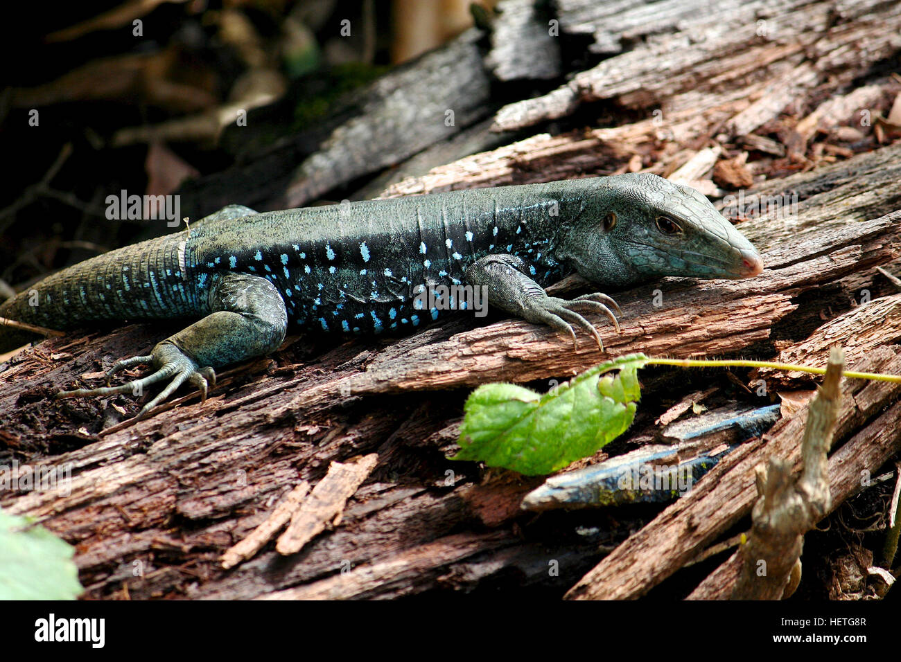 Dominikanische Boden Eidechse (Ameiva Fuscata) Stockfoto