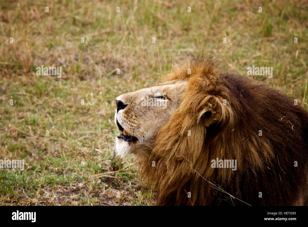 Brüllender Massai-Löwe (Panthera Leo Massaica) Stockfoto