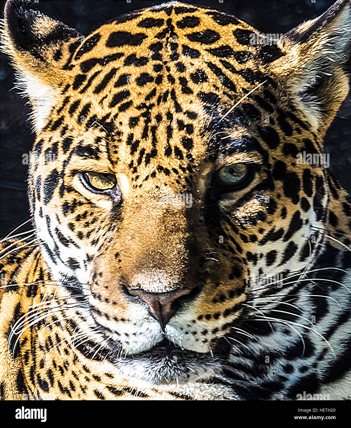 Leopard San Diego zoo Stockfoto