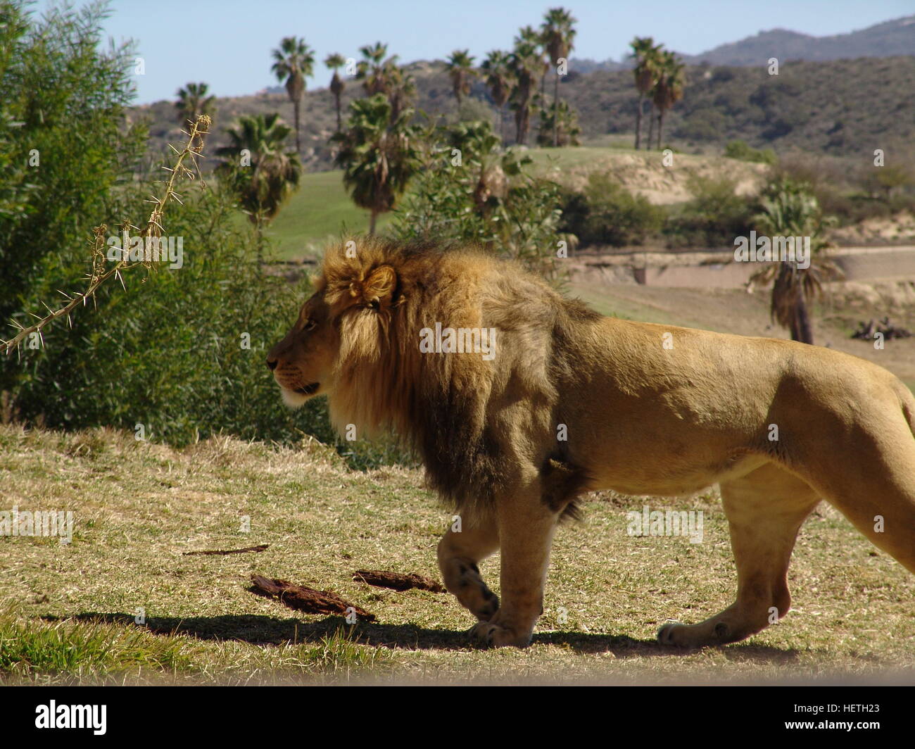 San Diego Zoo Safari Löwenpark Stockfoto San Diego Zoo Safari Löwenpark Stockfoto