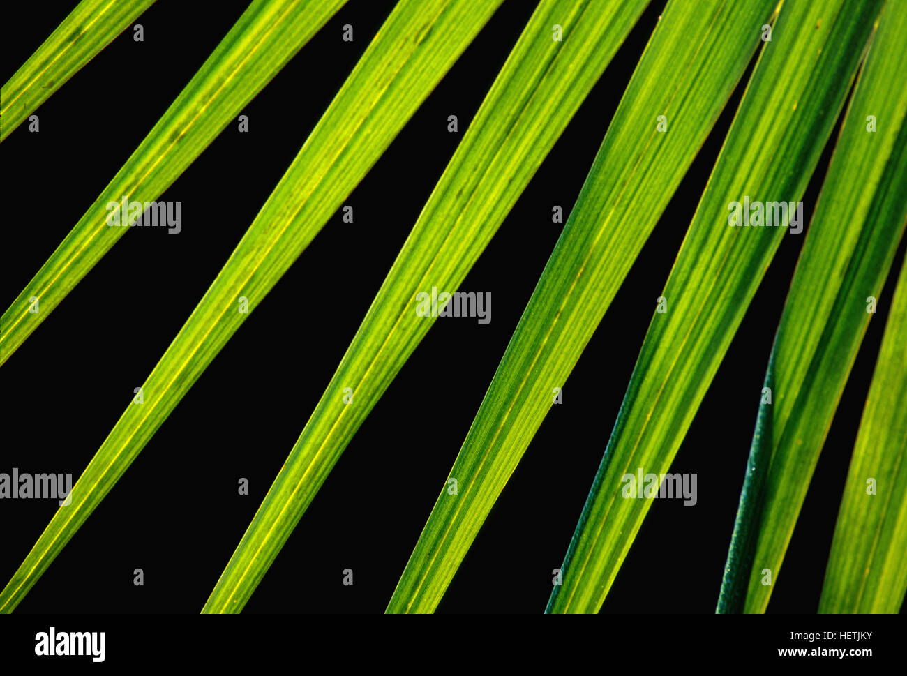 Die Spitzen, grünen Blätter einer Palme Pflanze in einem tropischen Garten Form einer geometrischen Fächermuster mit einem schwarzen Hintergrund. Stockfoto