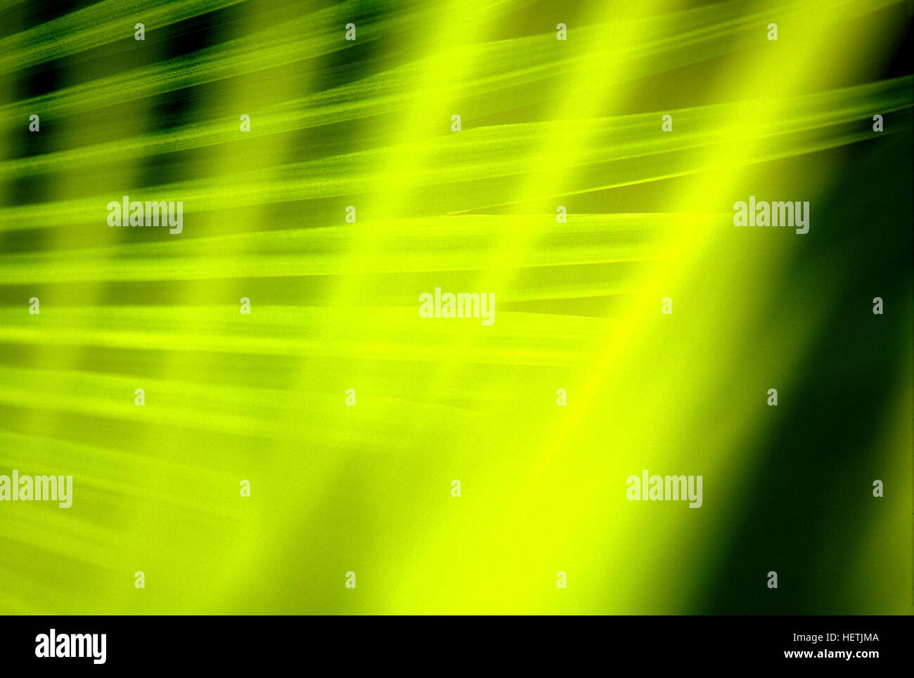 Die Spitzen, grünen Blätter einer Palme Pflanze in einem tropischen Garten Form einer geometrischen Fächermuster mit einem schwarzen Hintergrund. Stockfoto