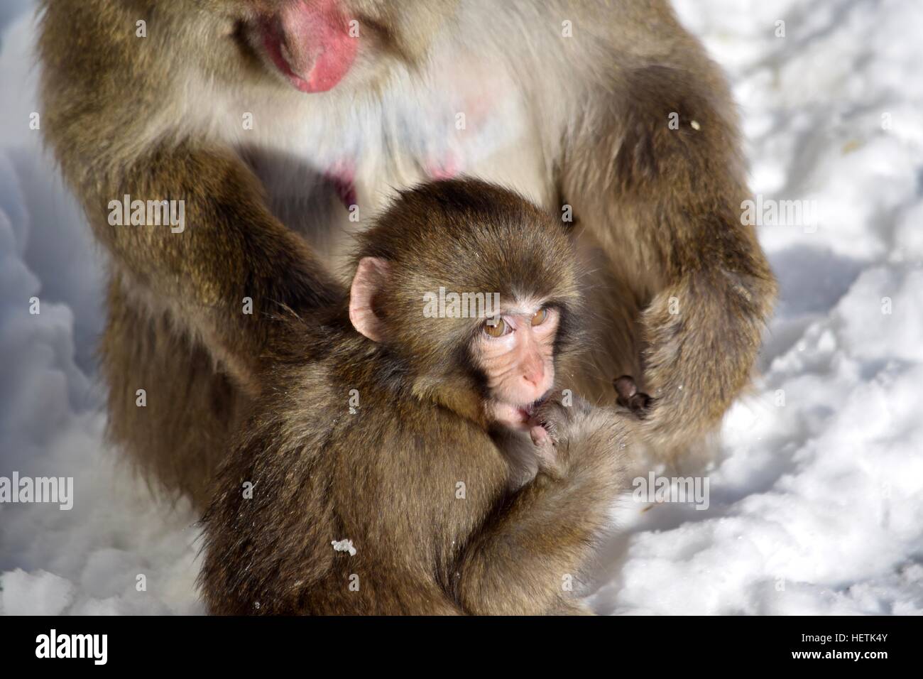 Affenbaby Schnee seine Finger lecken Stockfoto