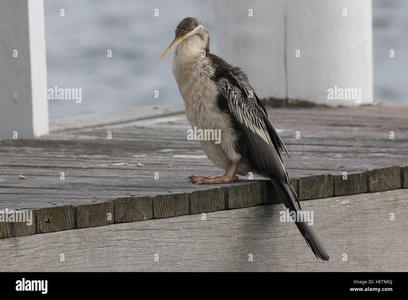 Ein weiblicher Australasian Darter (Anhinga Novaehollandiae) Vogel gesichtet an Kurraba Stelle im Hafen von Sydney. Stockfoto