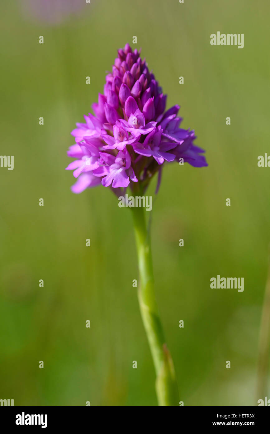 Pyramiden-Orchidee, Anacamptis Pyramidalis, Wildblumen, Carrick, Dumfries & Galloway, Schottland Stockfoto