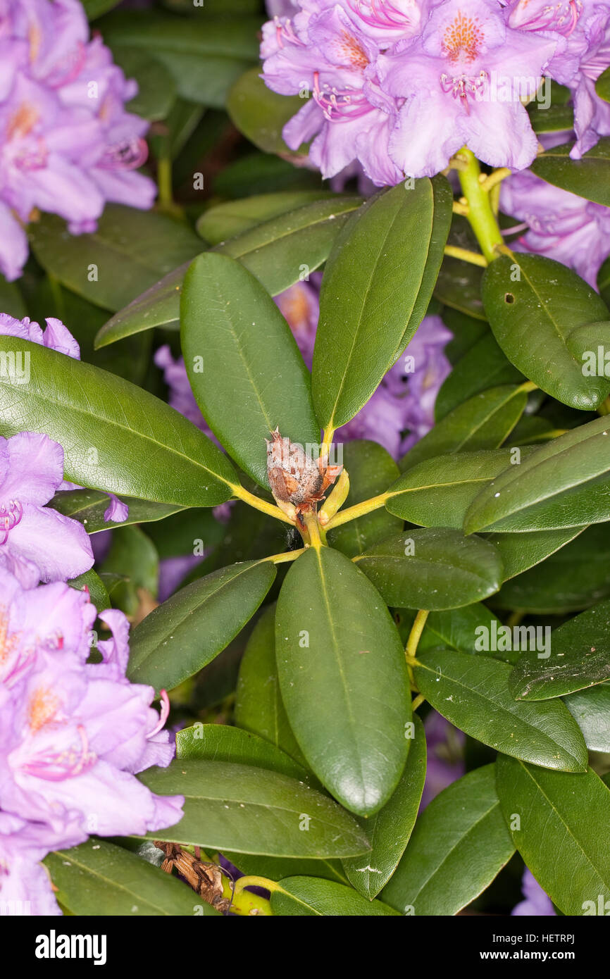 RhododendronKnospenfäule, Knospenfäule, Knospe, Knospen
