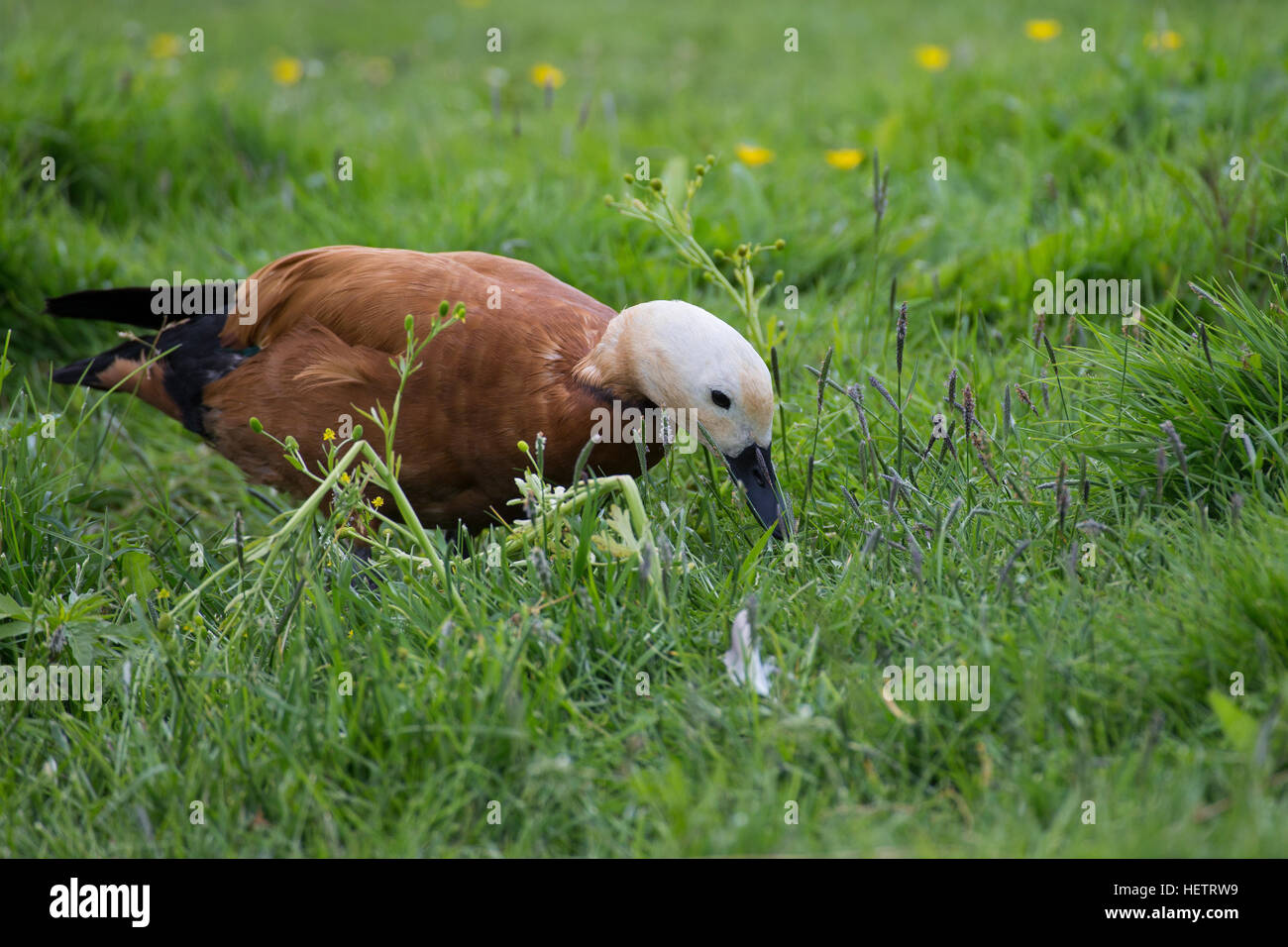 Rostgans, Rost-Gans, Tadorna Ferruginea, rötliche Brandgans Stockfoto