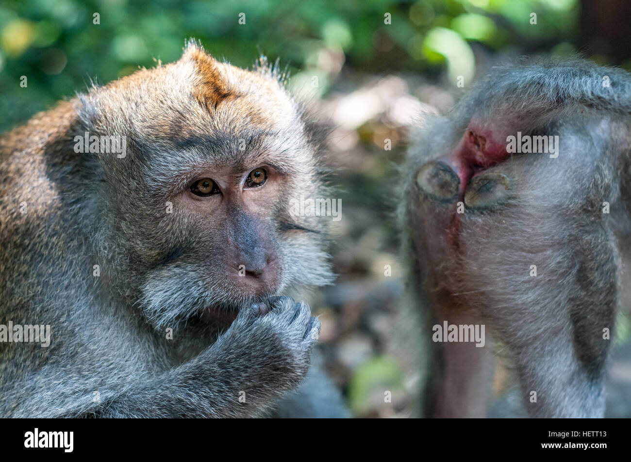 Affe in heiliger Affenwald mit Hahn Stockfoto