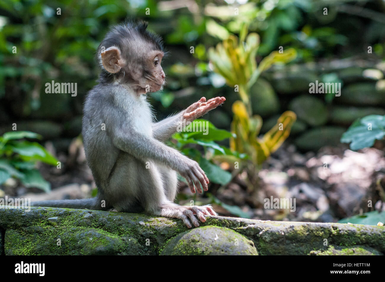 Affe in heiliger Affenwald mit Hahn Stockfoto