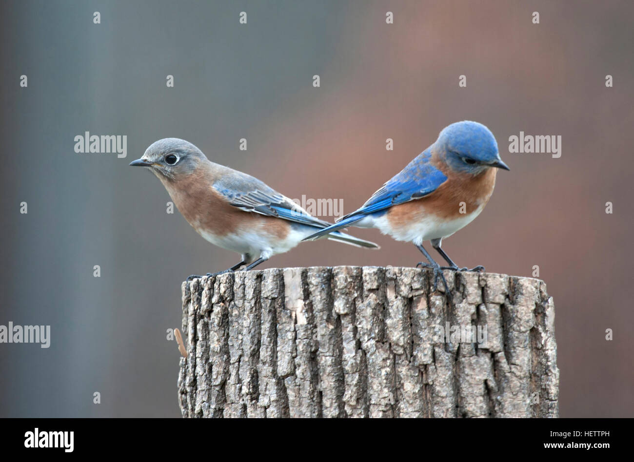 Paar von östlichen Bluebirds auf Baumstumpf Stockfoto