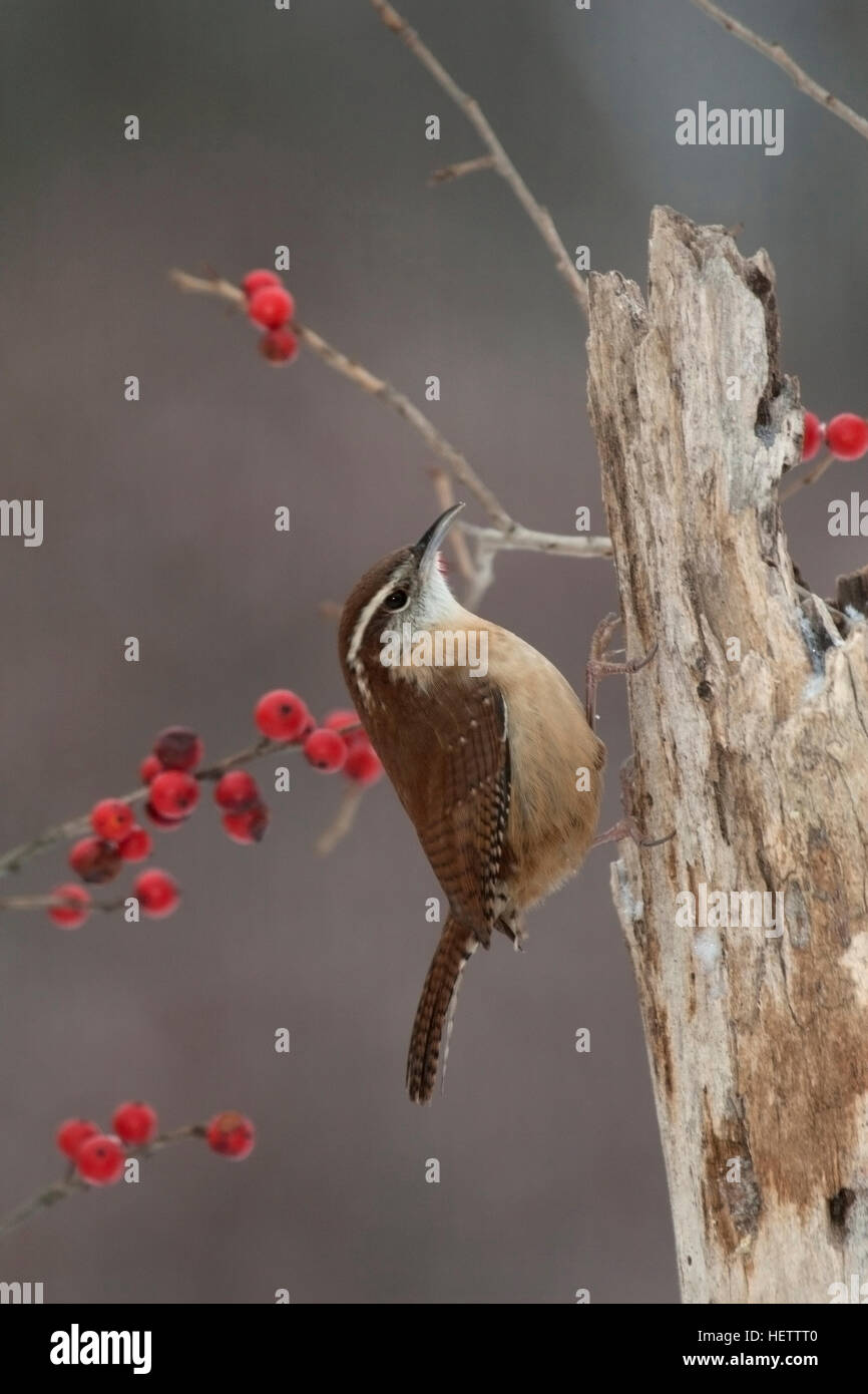 Carolina Zaunkönig Sitzstangen auf verwitterten Baumstumpf mit winterberry Stockfoto