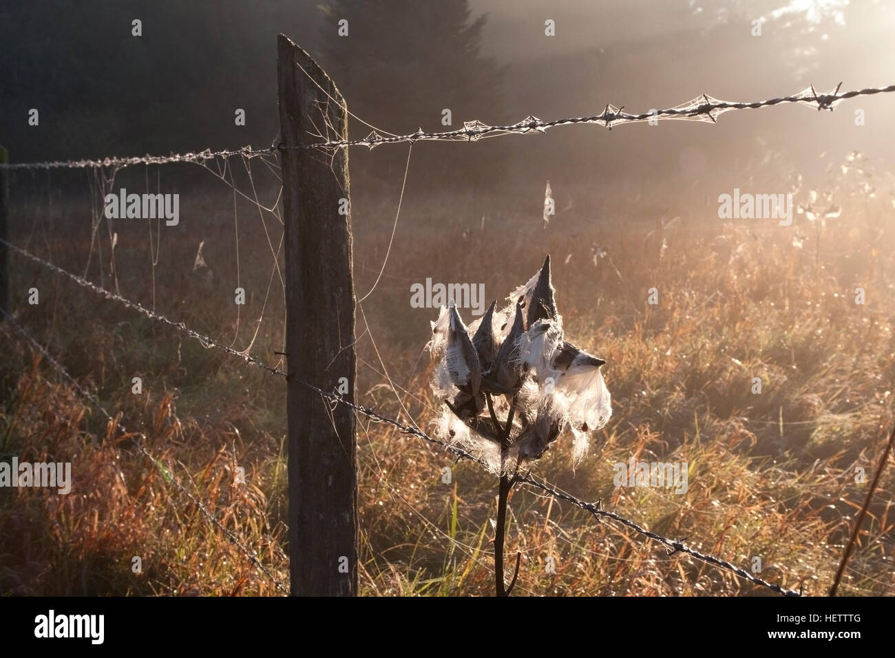 Barb Drahtzaun mit Hintergrundbeleuchtung Spinnweben und Wolfsmilch Stockfoto