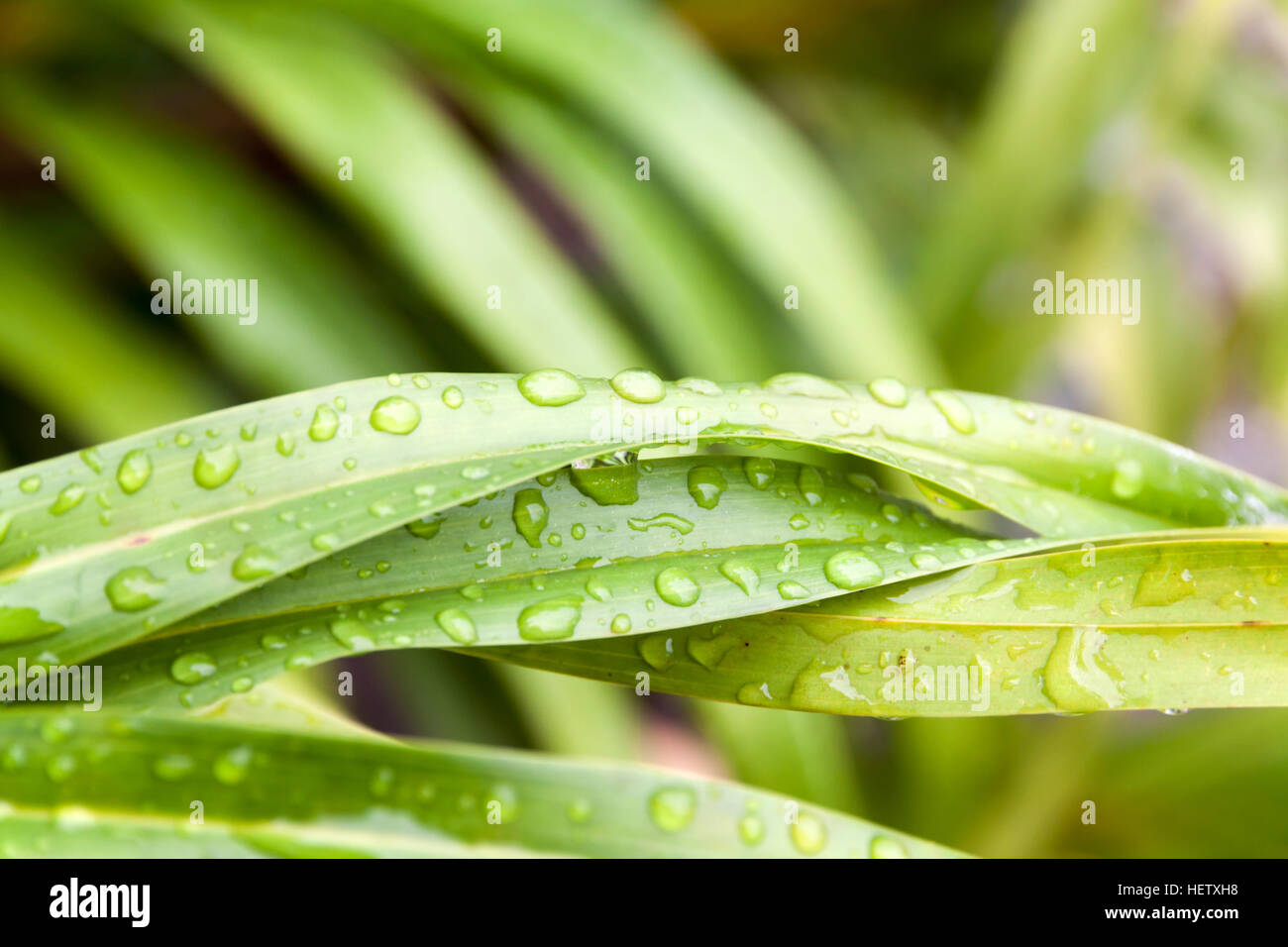Wassertropfen auf einem grünen Blatt sitzen in der Regenzeit Stockfoto