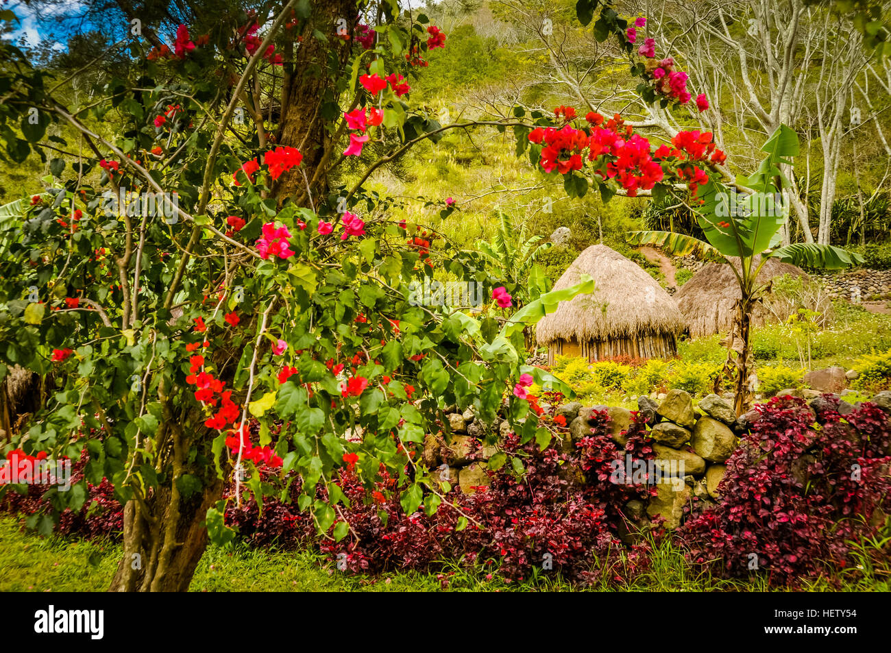 Foto von bunten Blumen und grün im Dorf mit traditionellen Strohhäuser in Dani Schaltung in der Nähe von Wamena, Papua, Indonesien. Stockfoto