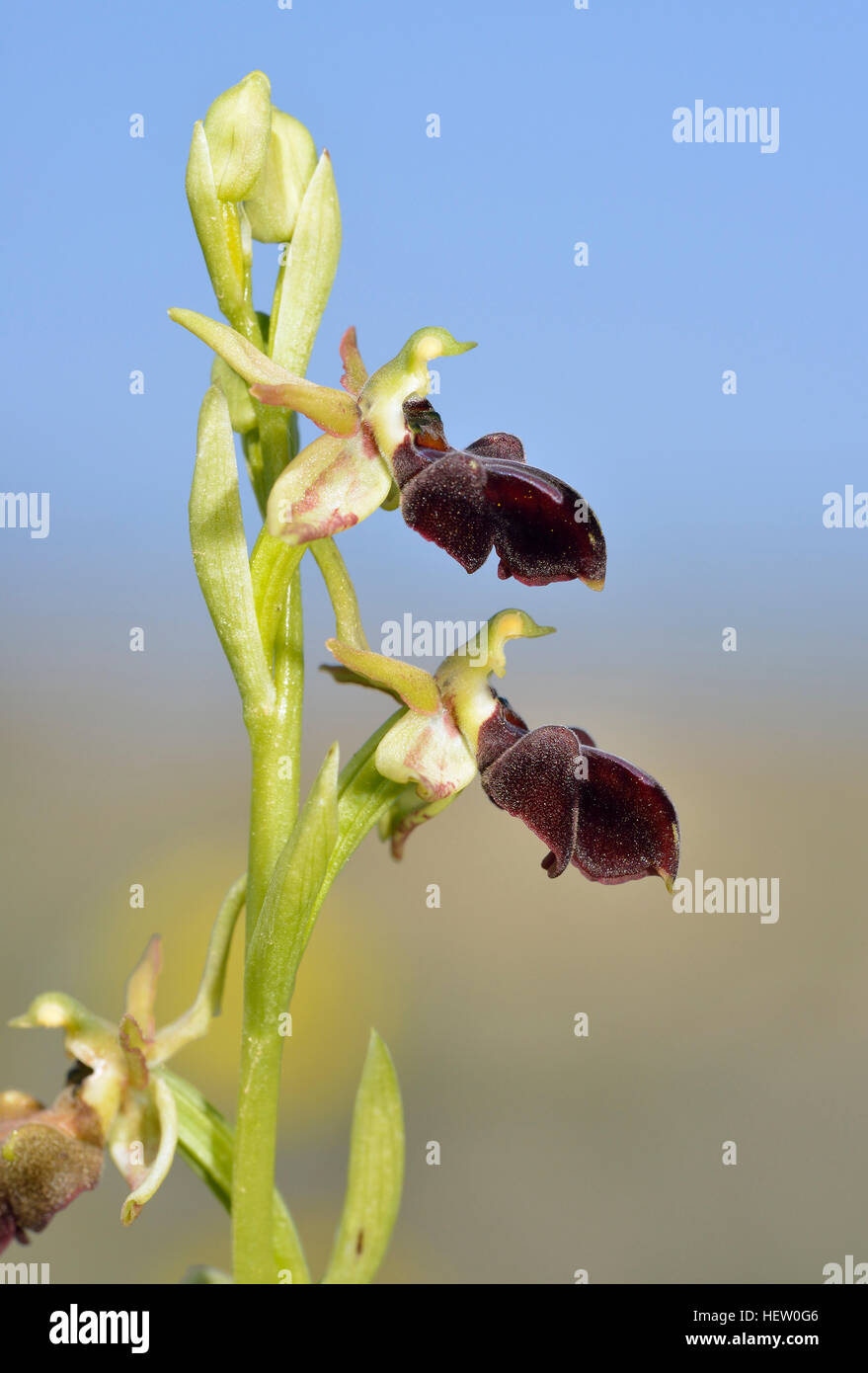 Ophrys Morio zwei Orchidee Blüten gegen blauen Himmel Stockfoto