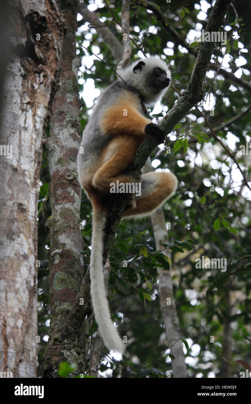 Goldene Sifaka Lemur Sitzend auf einem Ast eines Baumes in Mantadia Nationalpark Andasibe Stockfoto