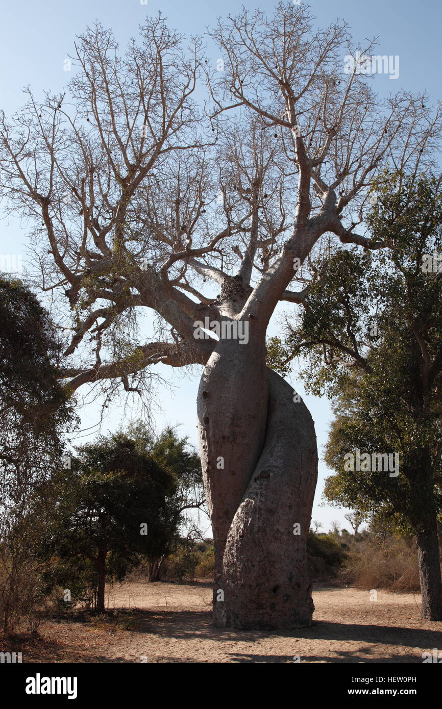 "Baobab-Liebhaber", verflochten paar Baobab-Bäume in der Nähe von Kirindy Reserve Stockfoto