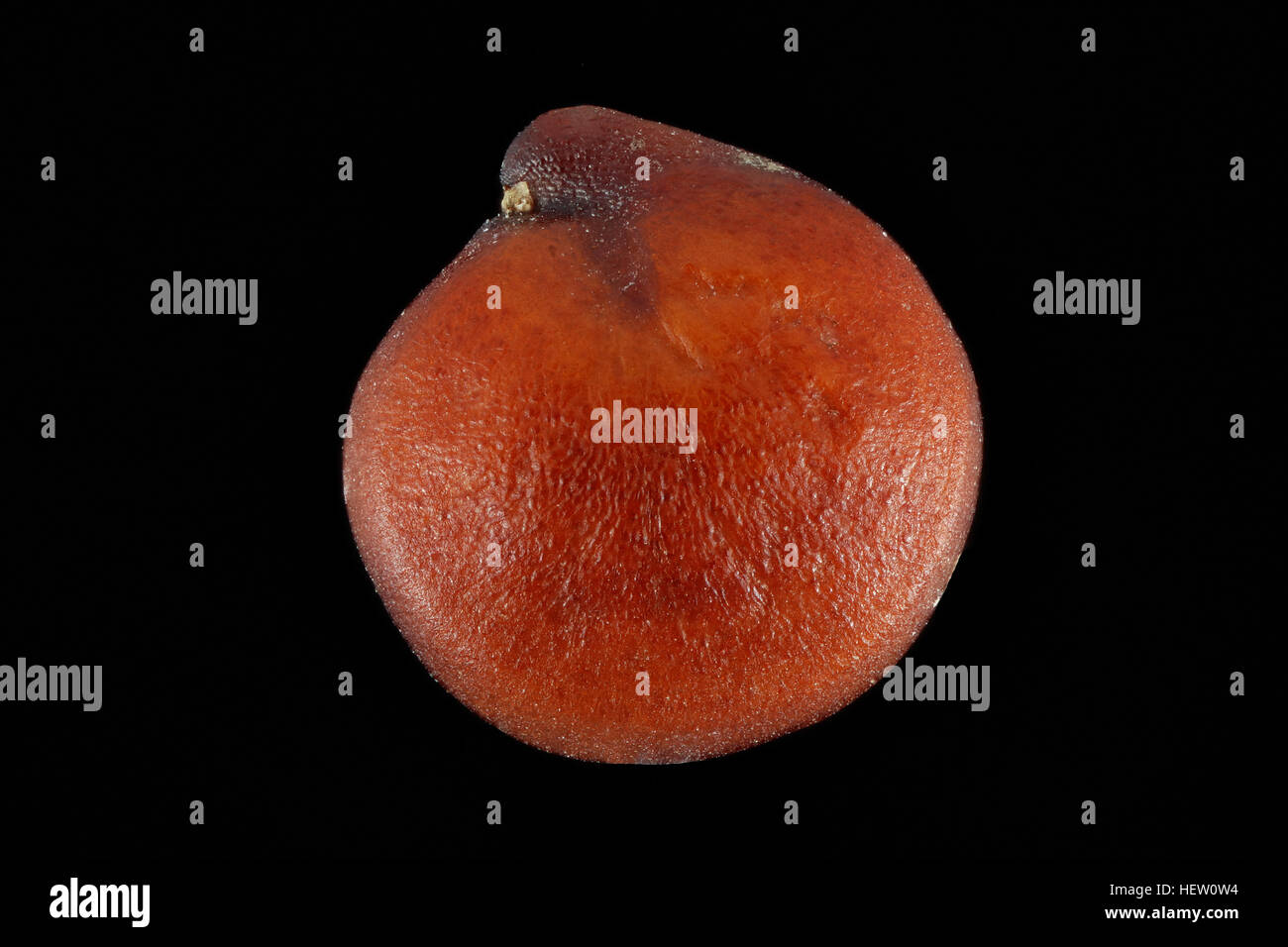 Chenopodium Quinoa, rote Quinoa, Roter Quinoa, Samen, Nahaufnahme, Samen Größe 2-3 mm Stockfoto