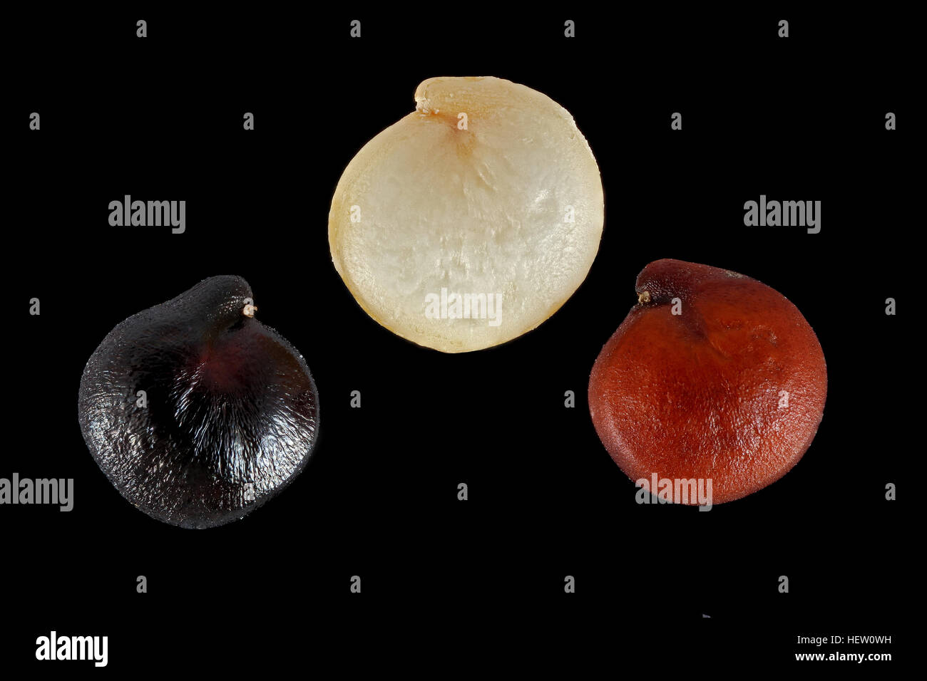 Chenopodium Quinoa, Quinoa, Samen, Nahaufnahme, Samen Gre 2-3 mm  Stockfotografie - Alamy