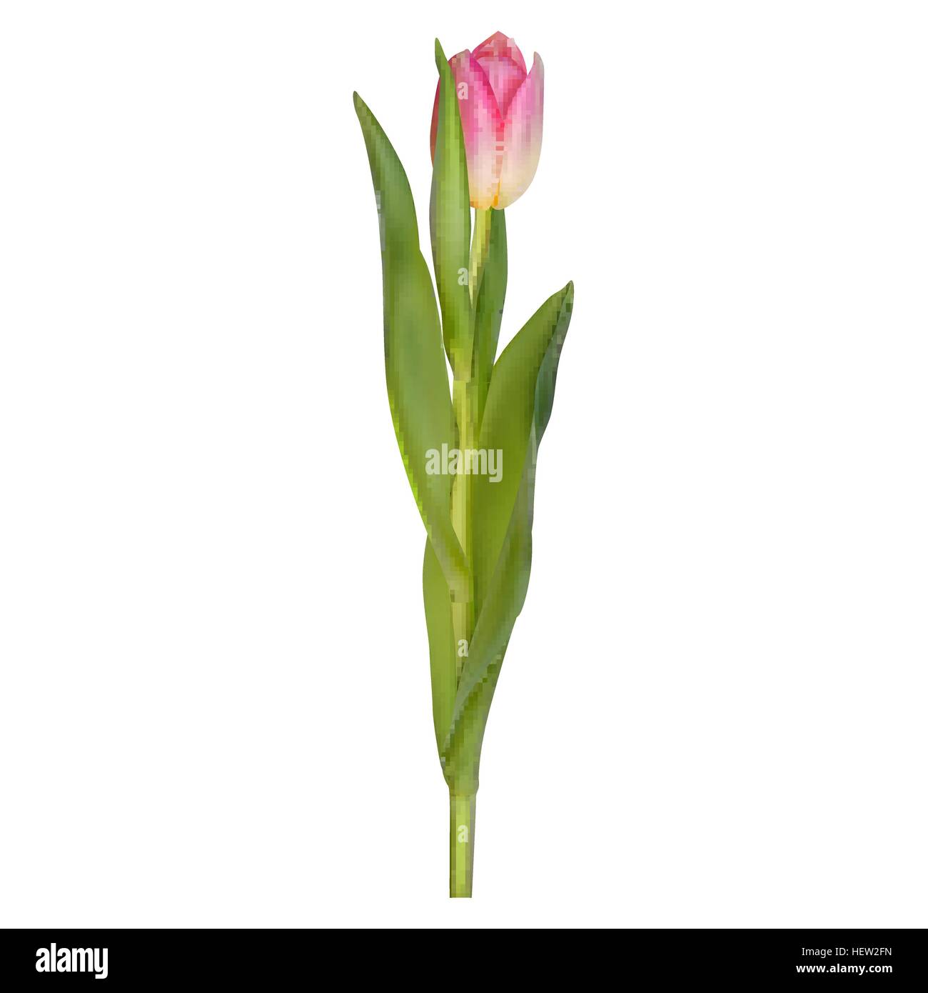 Violette Tulpen isoliert auf weißem Hintergrund. EPS 10 Stock Vektor