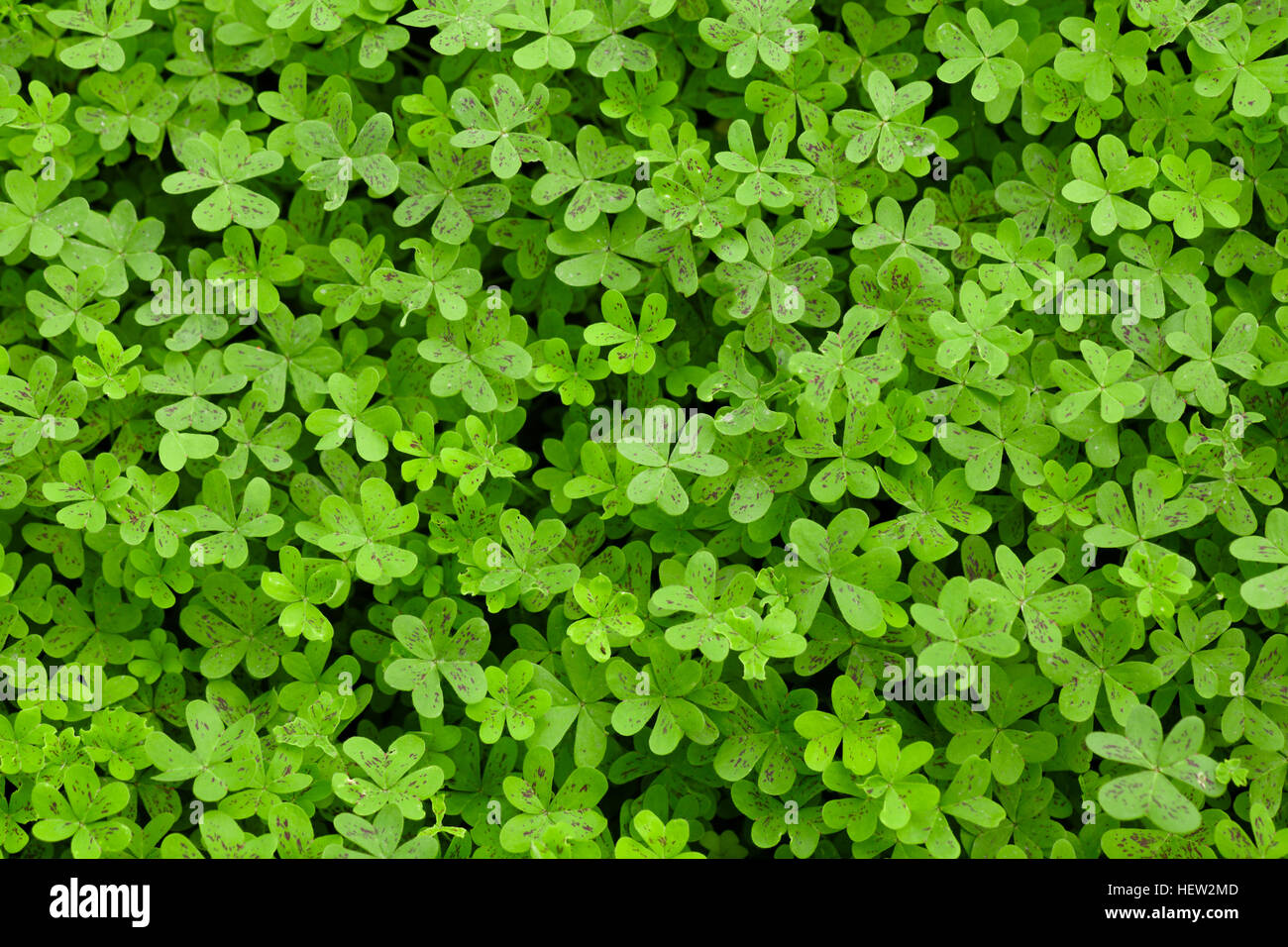 Grüne Kleeblätter auf einem Feld Stockfoto