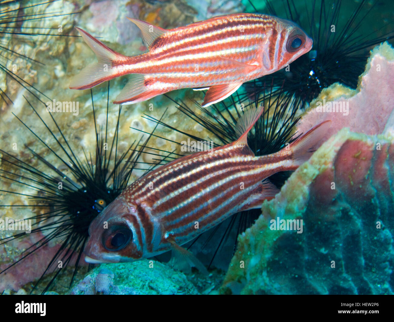 Squirrelfish, Tauchen in Koh Tao. Stockfoto