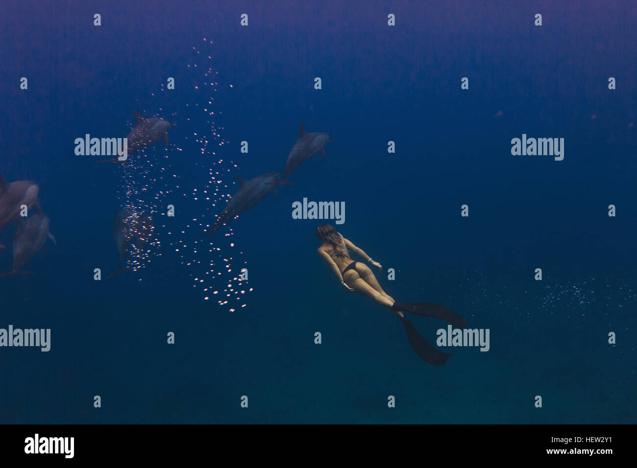 Frau frei-Tauchen mit Delfinen Stockfoto