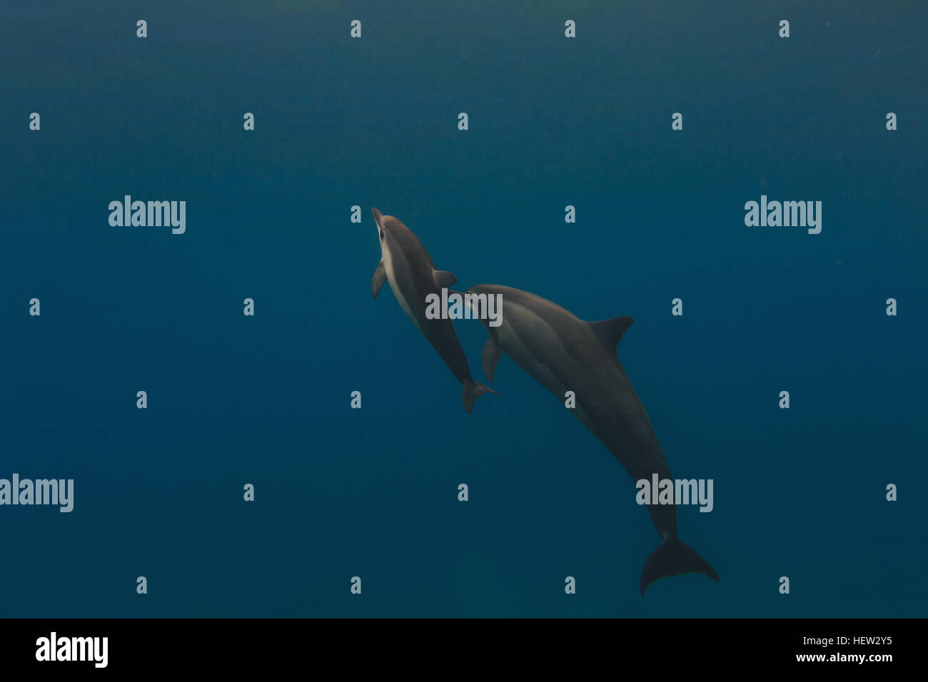Mutter und junge Delphin Schwimmen im Meer Stockfoto