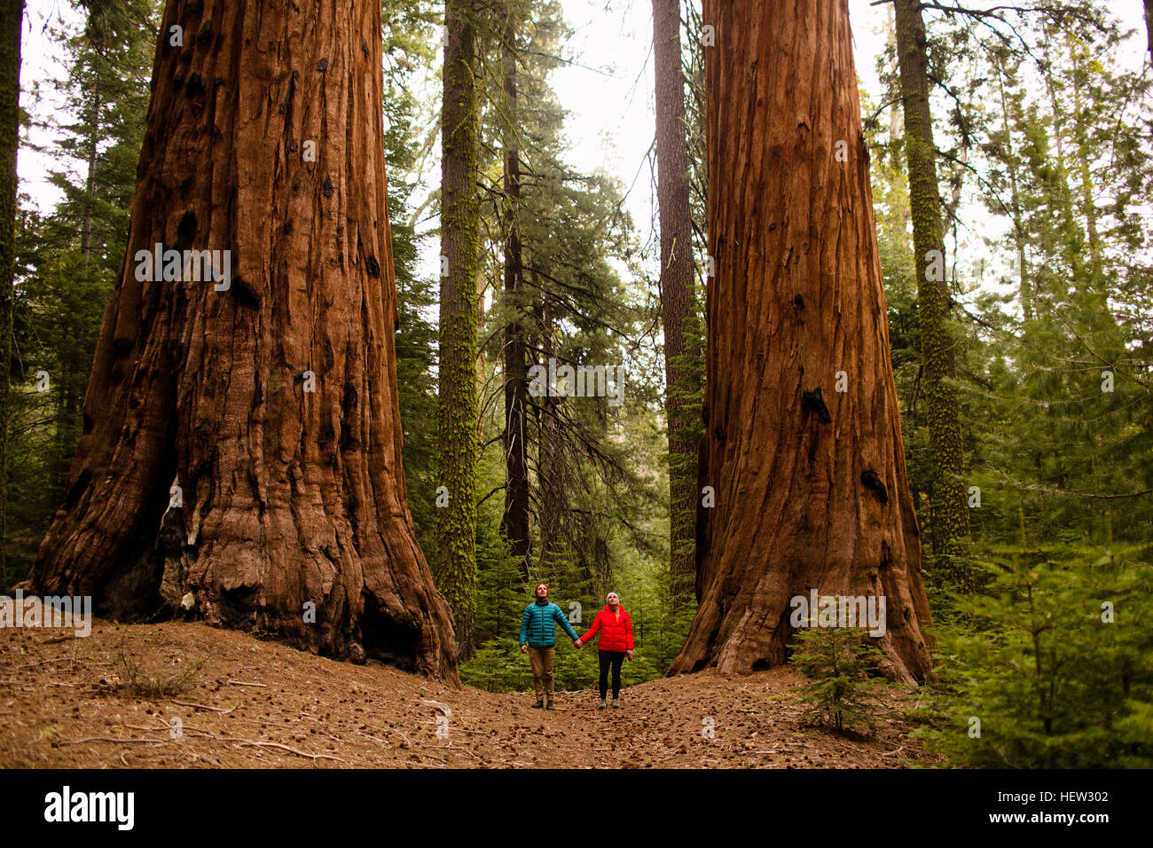 Paare, die im Wald, Sequoia Nationalpark, Kalifornien, USA Stockfoto