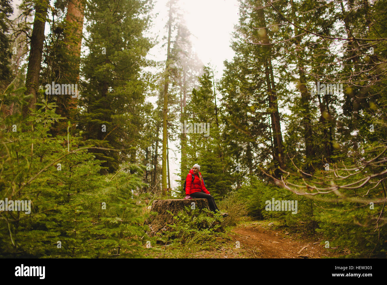 Wanderer auf Baumstumpf, Sequoia Nationalpark, Kalifornien, USA Stockfoto
