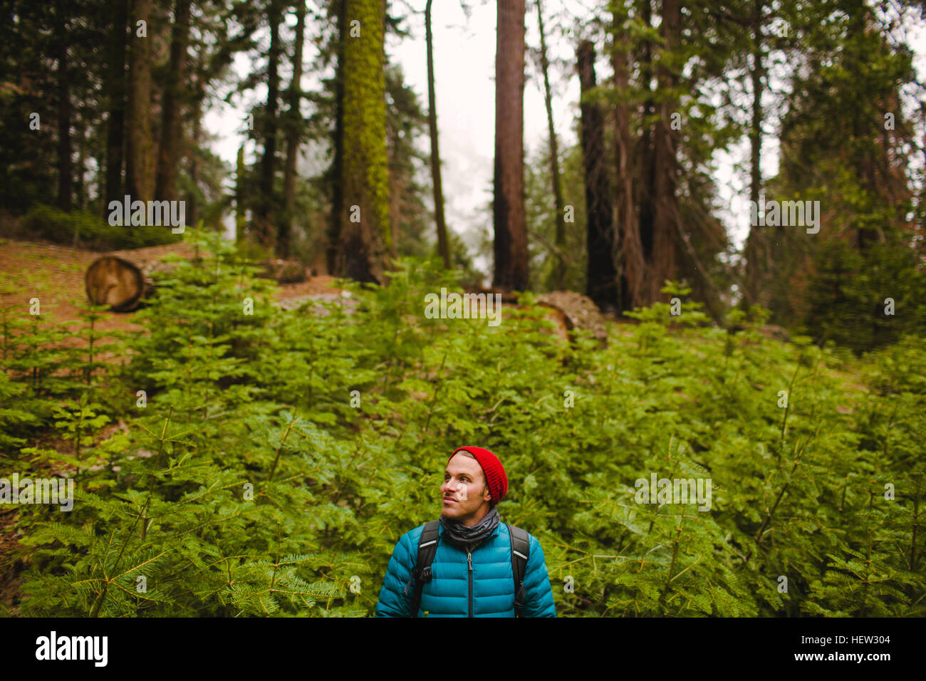 Wanderer im Sequoia Nationalpark, Kalifornien, USA Stockfoto