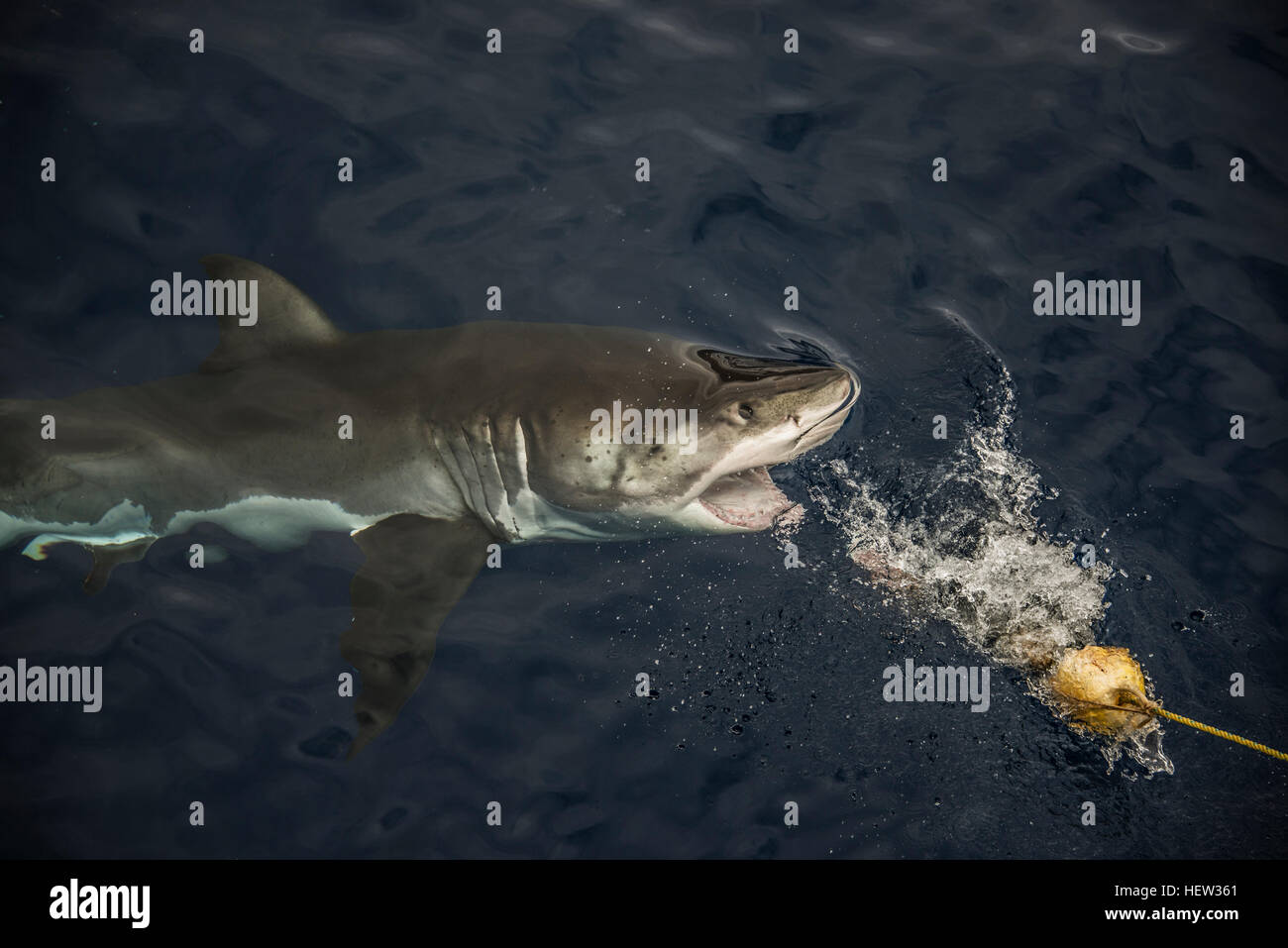 Große Haie unter Köder für den Fischfang, Insel Guadalupe, Mexiko Stockfoto