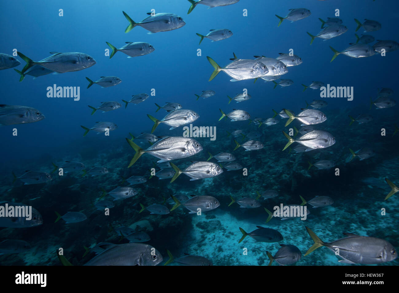 Schule der juvenilen Großaugen-Buchsen (Caranx Latus), die Insel Cozumel, Mexiko Stockfoto