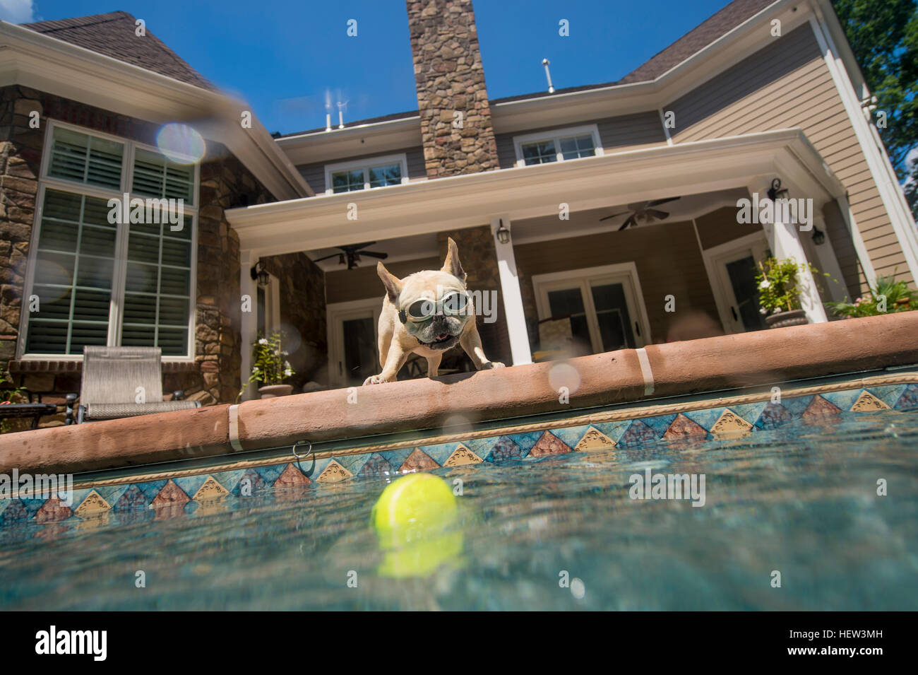 Hund trägt Brille suchen in Pool, Haus im Hintergrund, Berkeley Heights