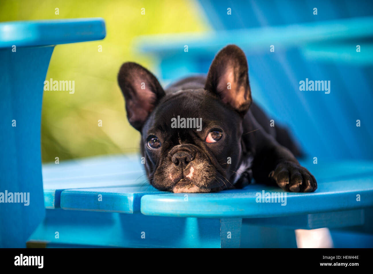 Porträt von französische Bulldogge Welpe, liegend auf Stuhl Stockfoto