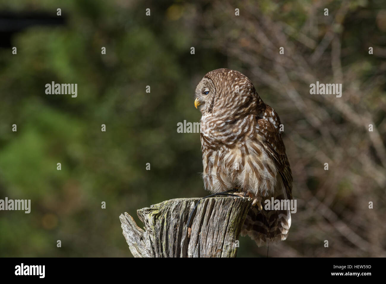 Streifenkauz im Profil am Center for Birds Of Prey 15. November 2015 in Awendaw, SC. Stockfoto