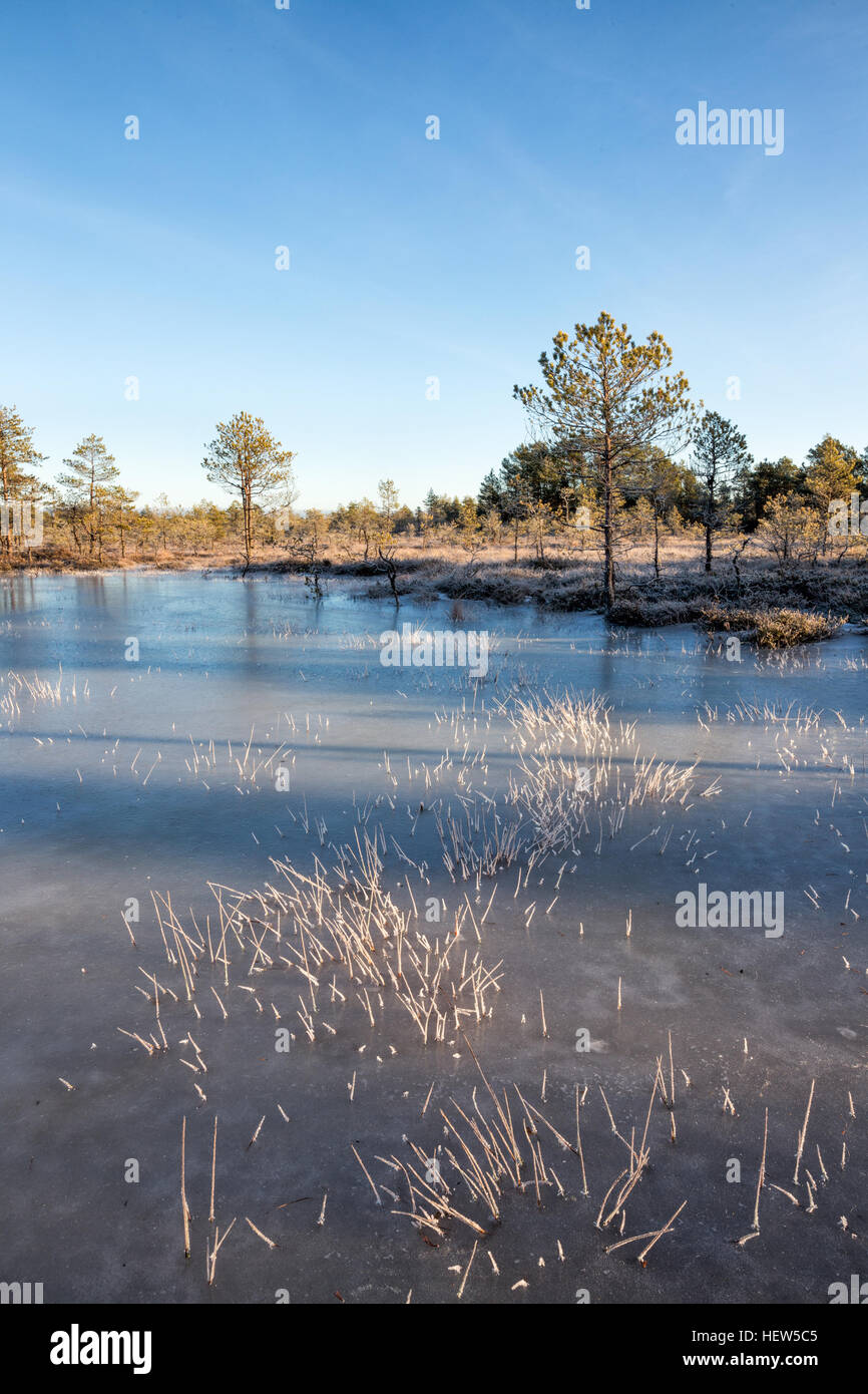 Gefrorenen Moor-Teich in Kõnnu Suursoo, Estland Stockfoto