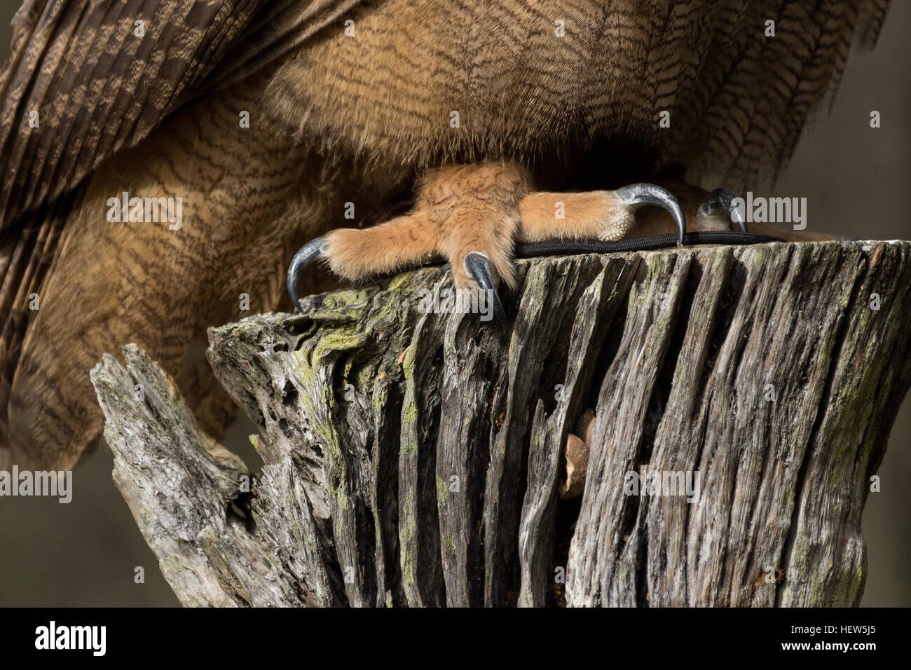 Massive Krallen auf den eurasischen Uhu am Center for Birds Of Prey 15. November 2015 in Awendaw, SC. Stockfoto