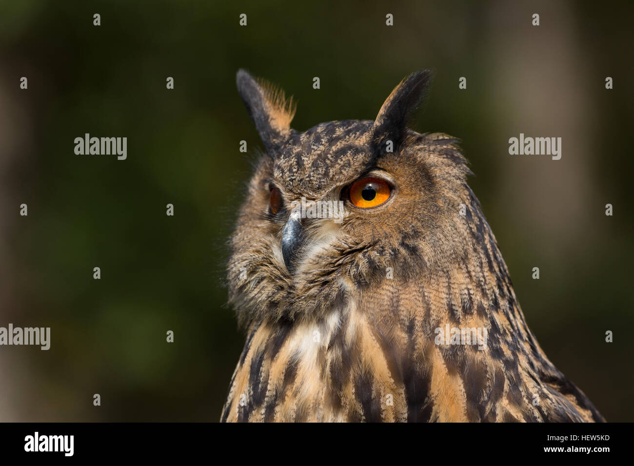 Eurasische Adler-Eule am Center for Birds Of Prey 15. November 2015 in Awendaw, SC. Stockfoto