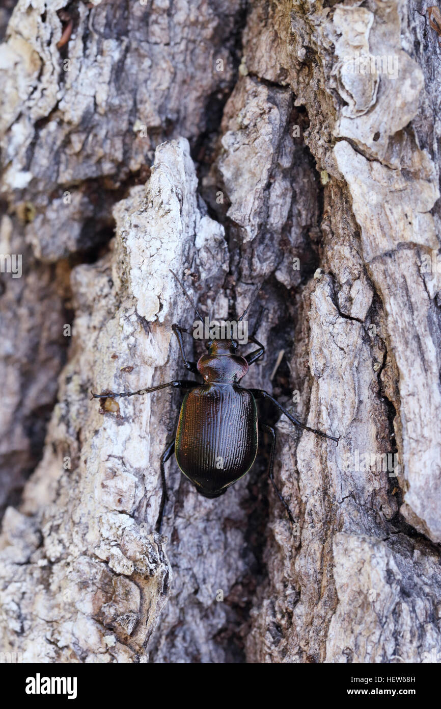 Geringerem Searcher (Calosoma Inquisitor) auf Baumrinde. Fotografiert an Hörnern Kungsgård, Öland, Schweden Stockfoto