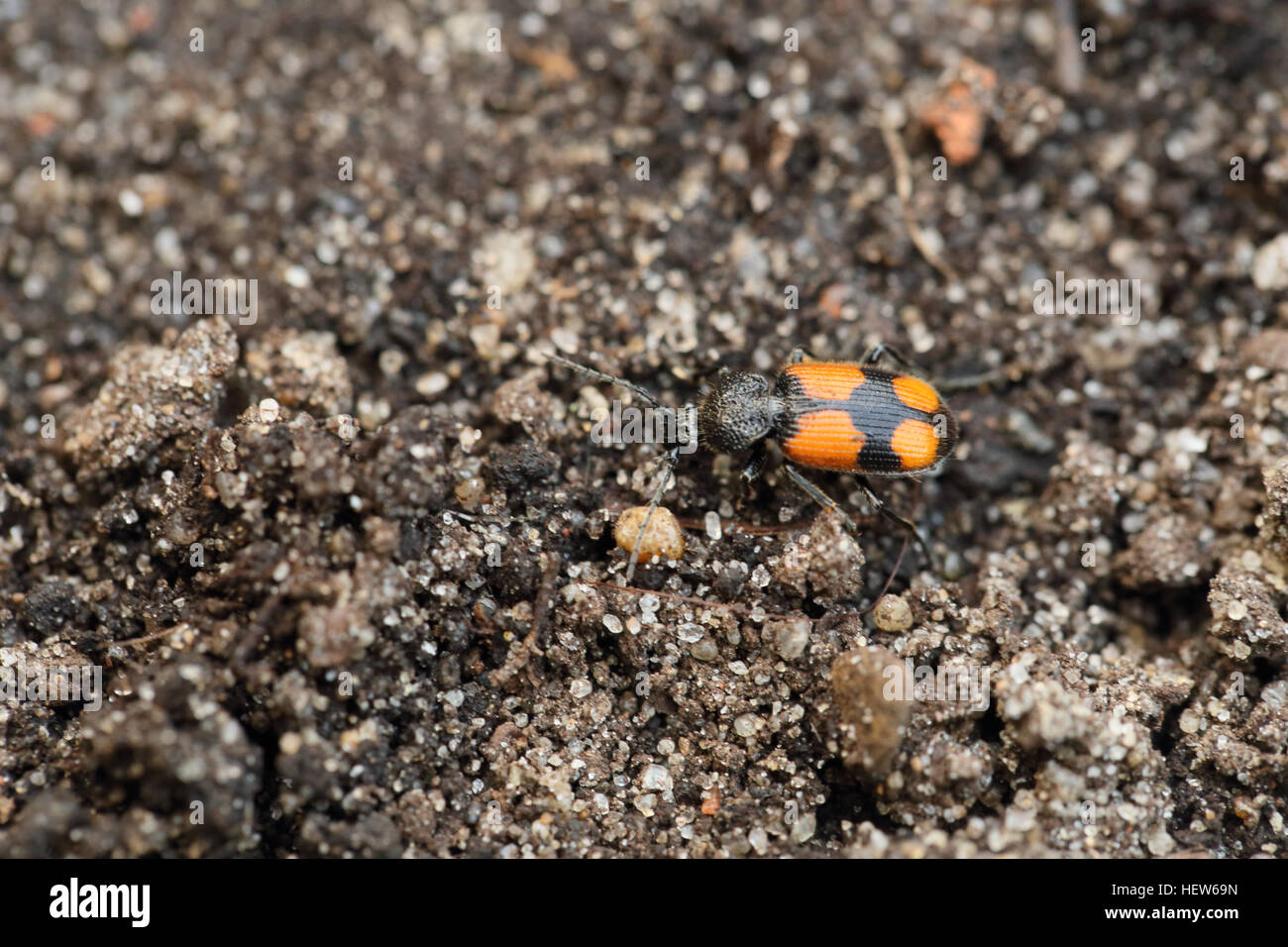 Kruzifix-Boden-Käfer (Panagaeus Cruxmajor). Es war stark von 19. Jahrhundert Sammlern geschätzt. Stockfoto