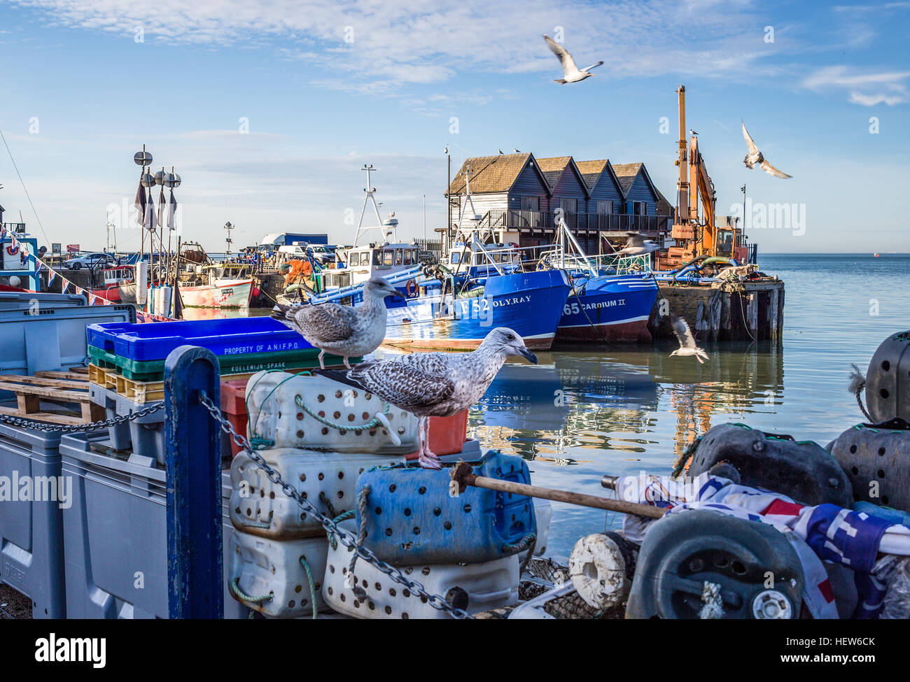 Whitstable, Großbritannien - 14. Dezember 2016 Whitstable Hafen, Kent. Die wichtigsten Arten von Weißfisch, die jetzt aus Whitstable Hafen gefangen werden sind Sohle, Skate und Stockfoto