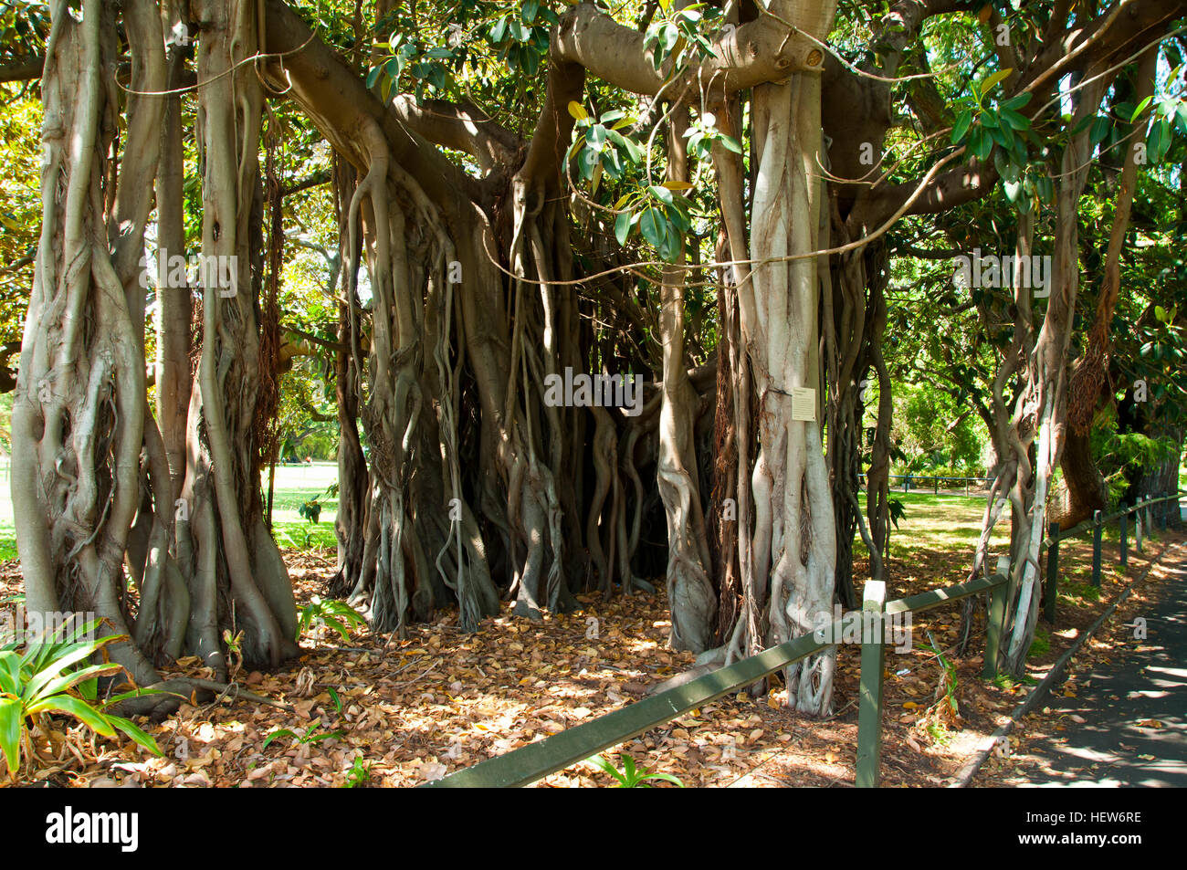 Banyan Feigenbaum - Sydney-Botanischer Garten - Australien Stockfoto