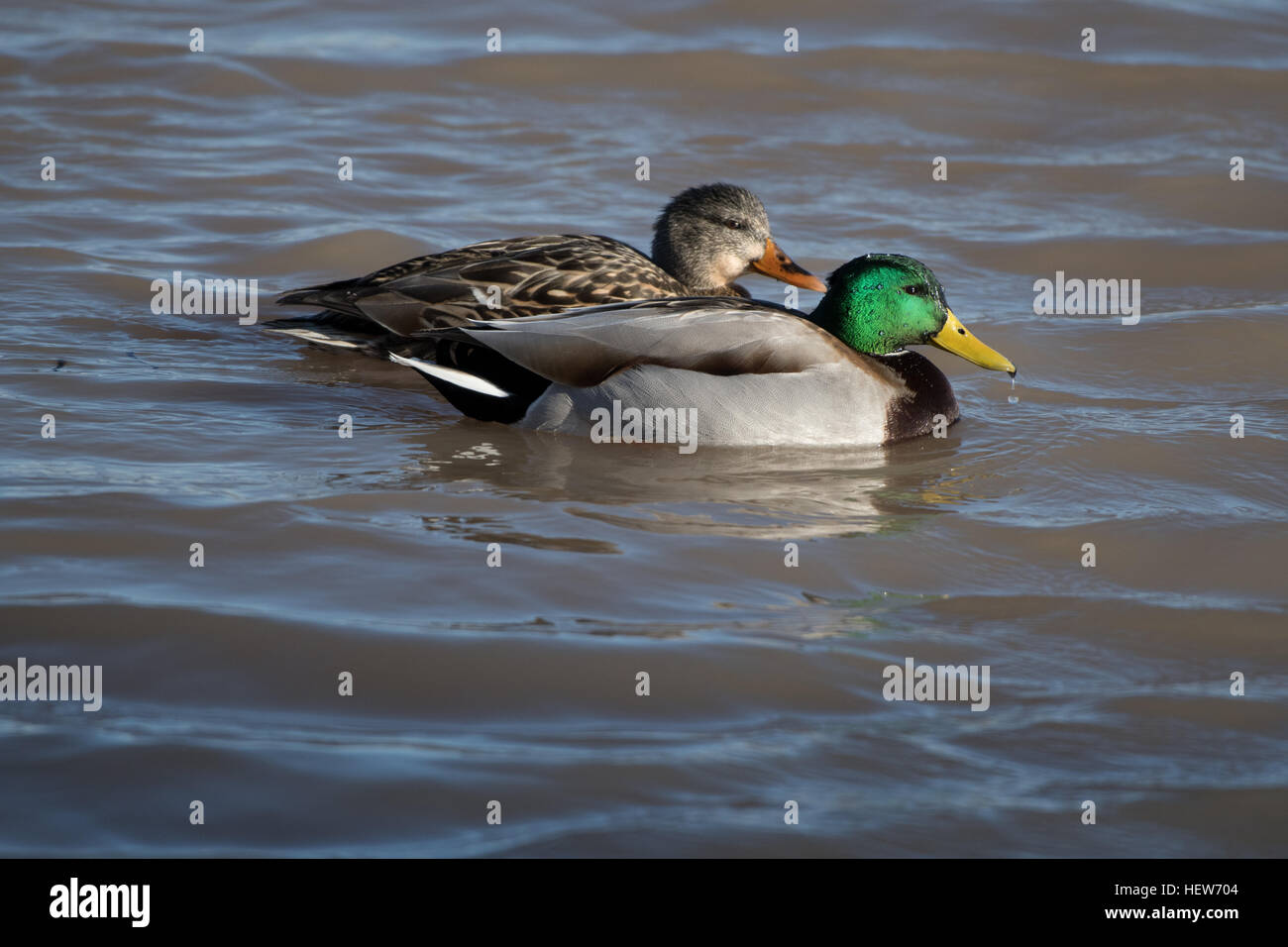 Stockente, (Anas Platyrhinchos), Drake und Henne.  Bosque del Apache National Wildlife Refuge, New Mexico, USA. Stockfoto