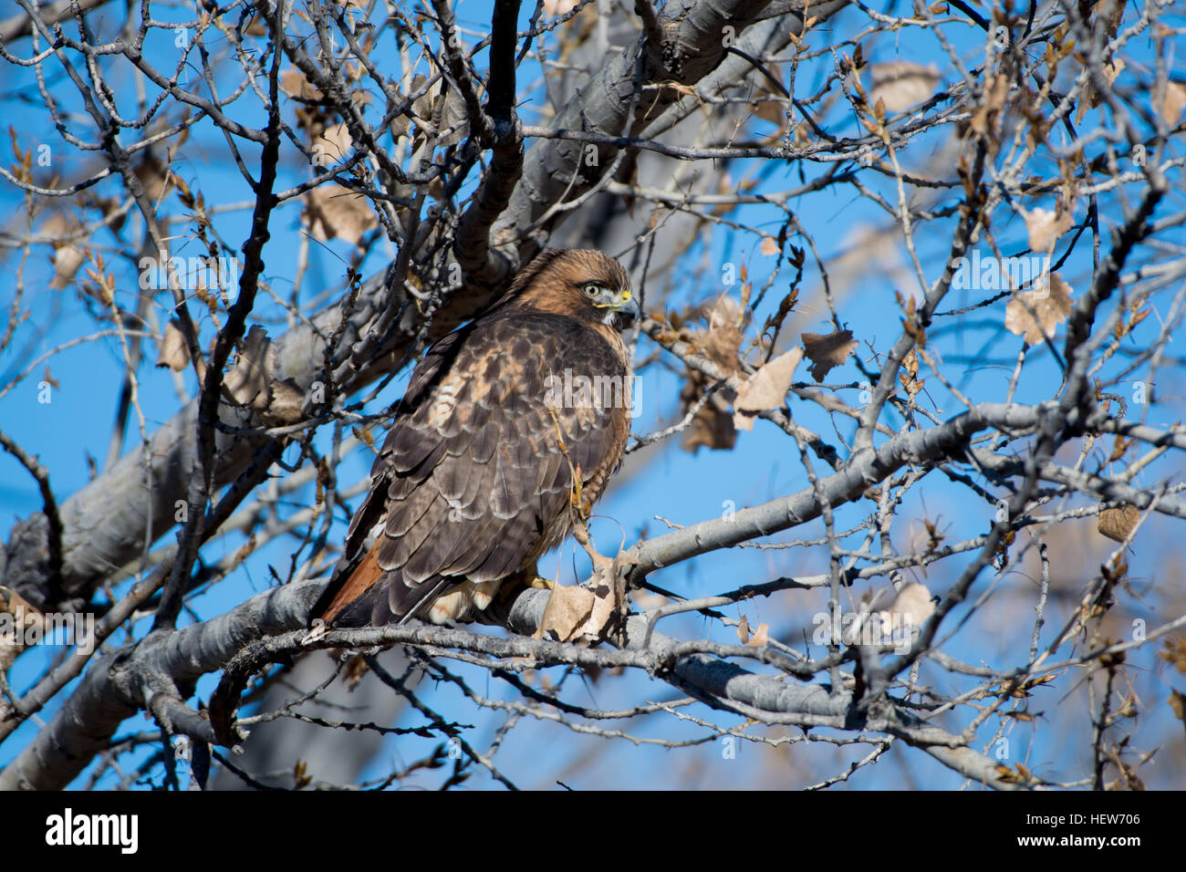 Rot - angebundener Falke, (Buteo Jamaicensis), thront in einem Rio Grande Cottonwood, (Populus Deltoides), Bosque del Apache NWR, New Mexico Stockfoto